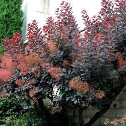 Arbre à perruques pourpre / Cotinus coggygria purpurea